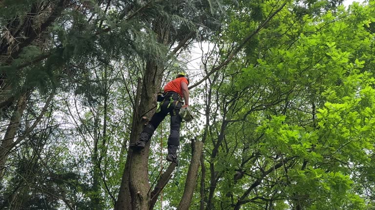 How Our Tree Care Process Works  in  Belle Meade, TN